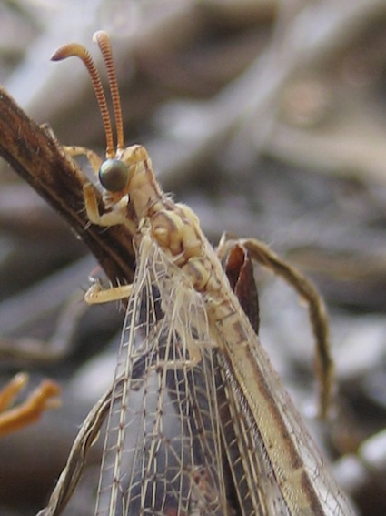 Macronemurus appendiculatus femmina.