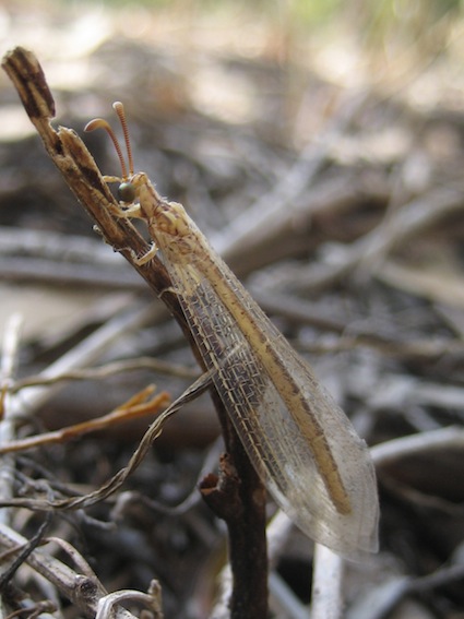 Macronemurus appendiculatus femmina.