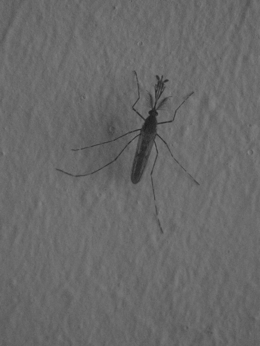 identificazione