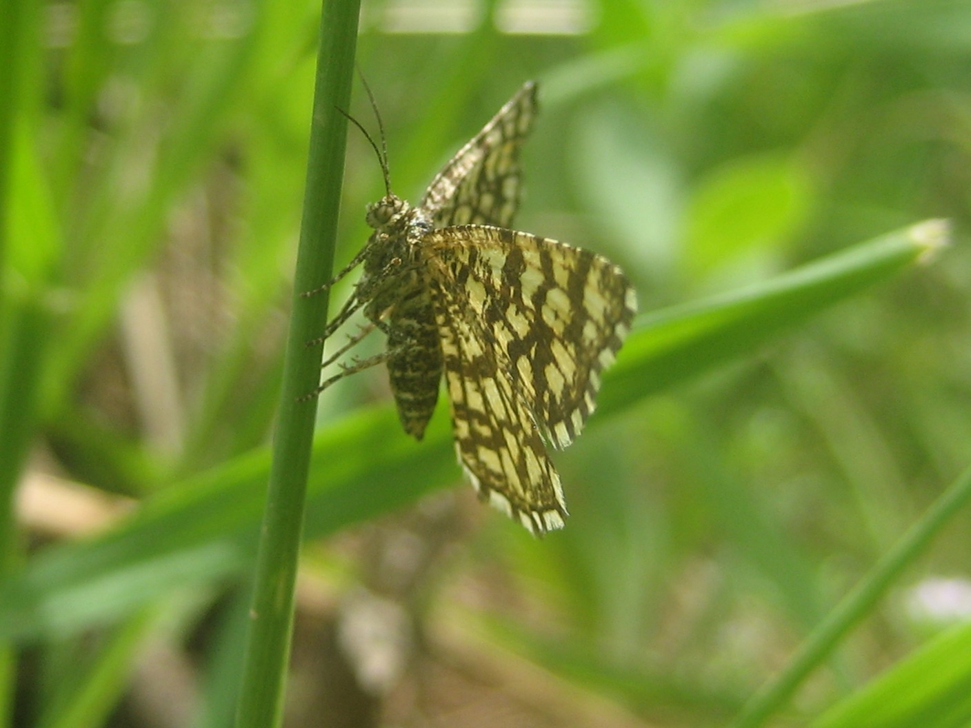 Riconoscimento Lycenidae?