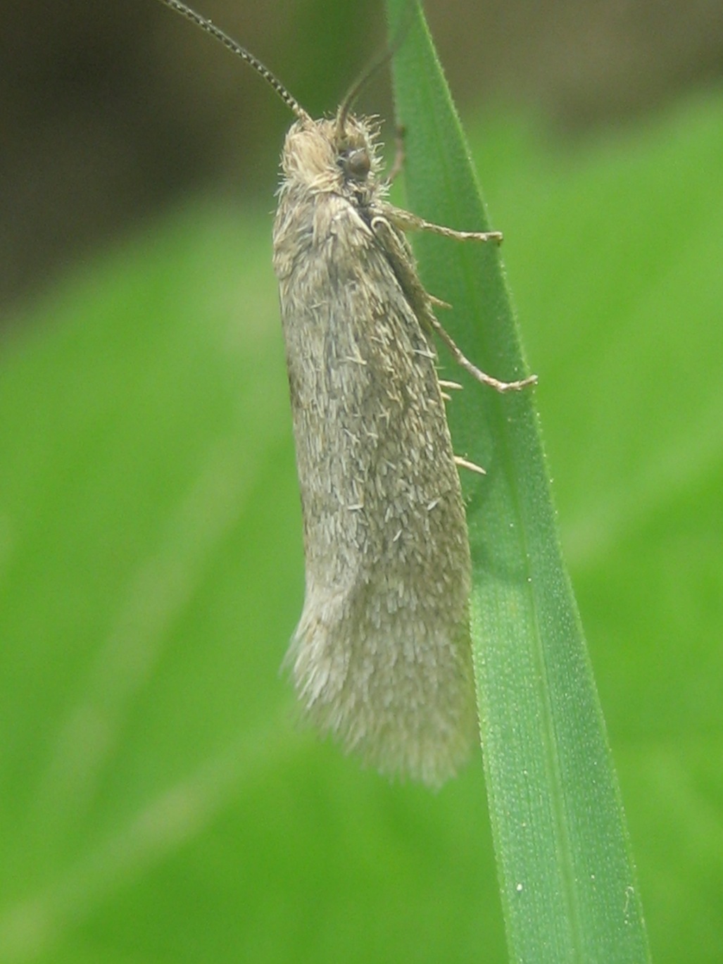 micropteryx??