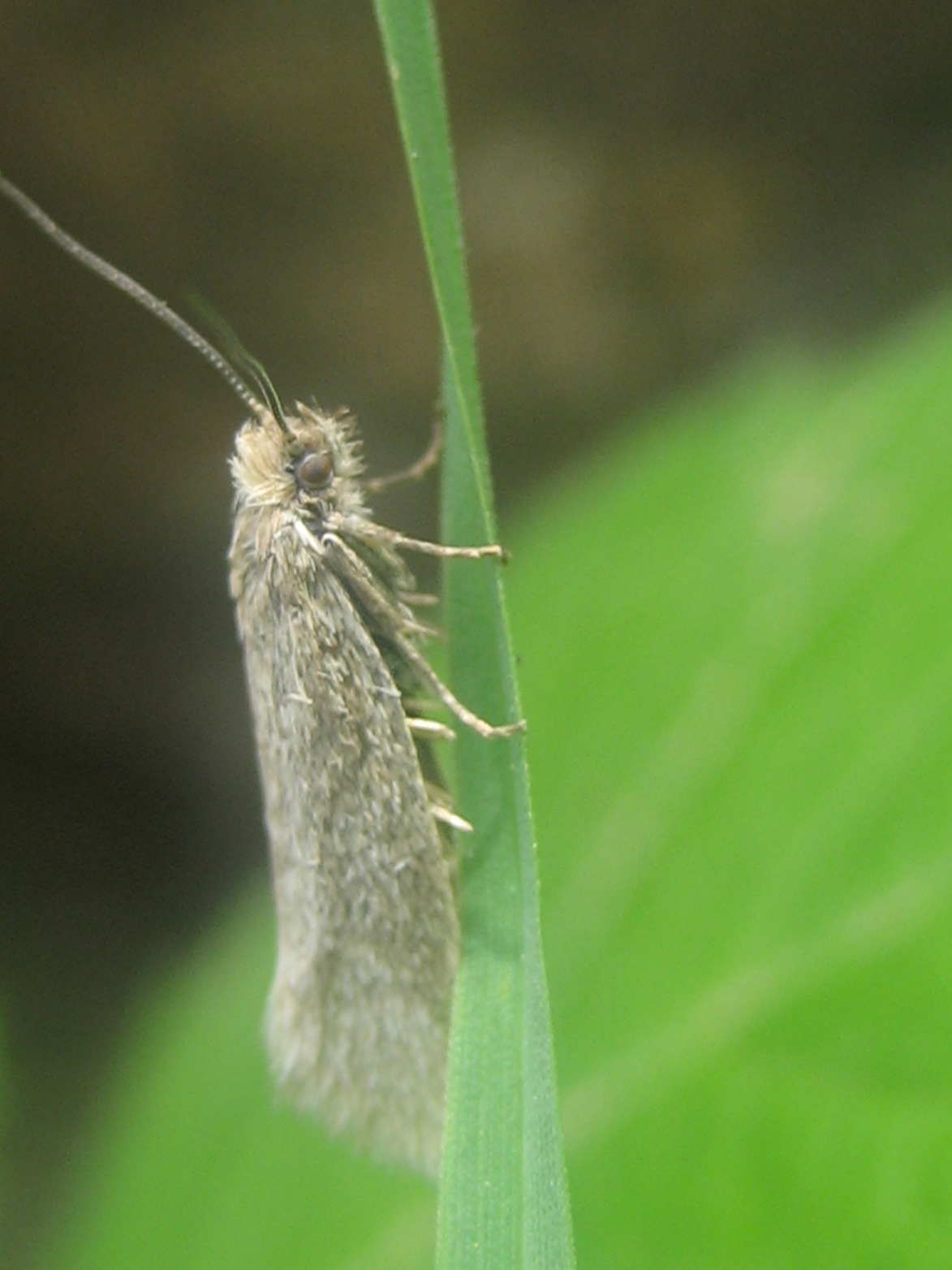 micropteryx??