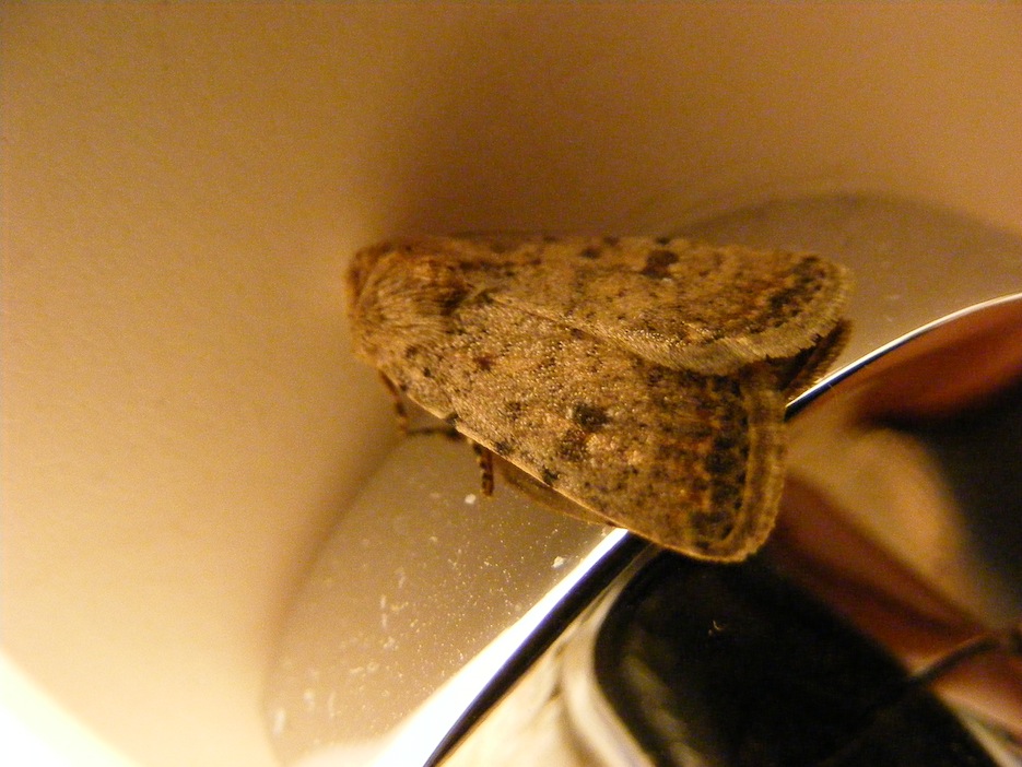 noctuidae da identificare