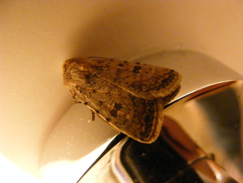noctuidae da identificare