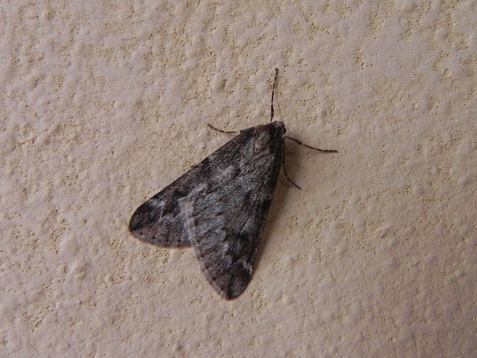 falena da identificare - Alsophila aescularia