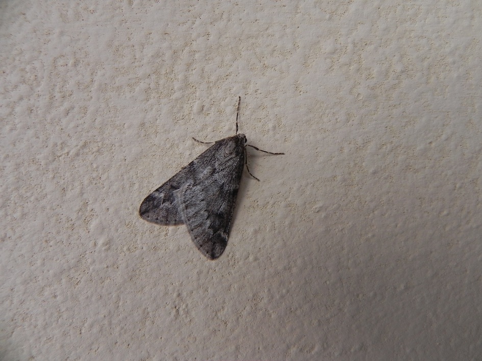 falena da identificare - Alsophila aescularia