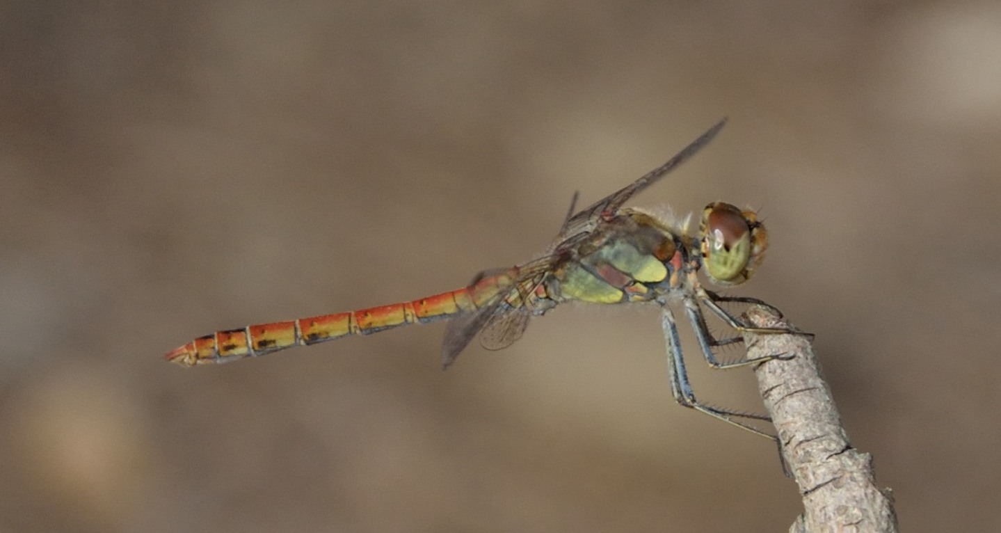 Sympertum striolatum e S. meridionale