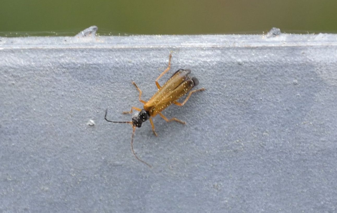 cantaride? S. Rhagonycha lignosa