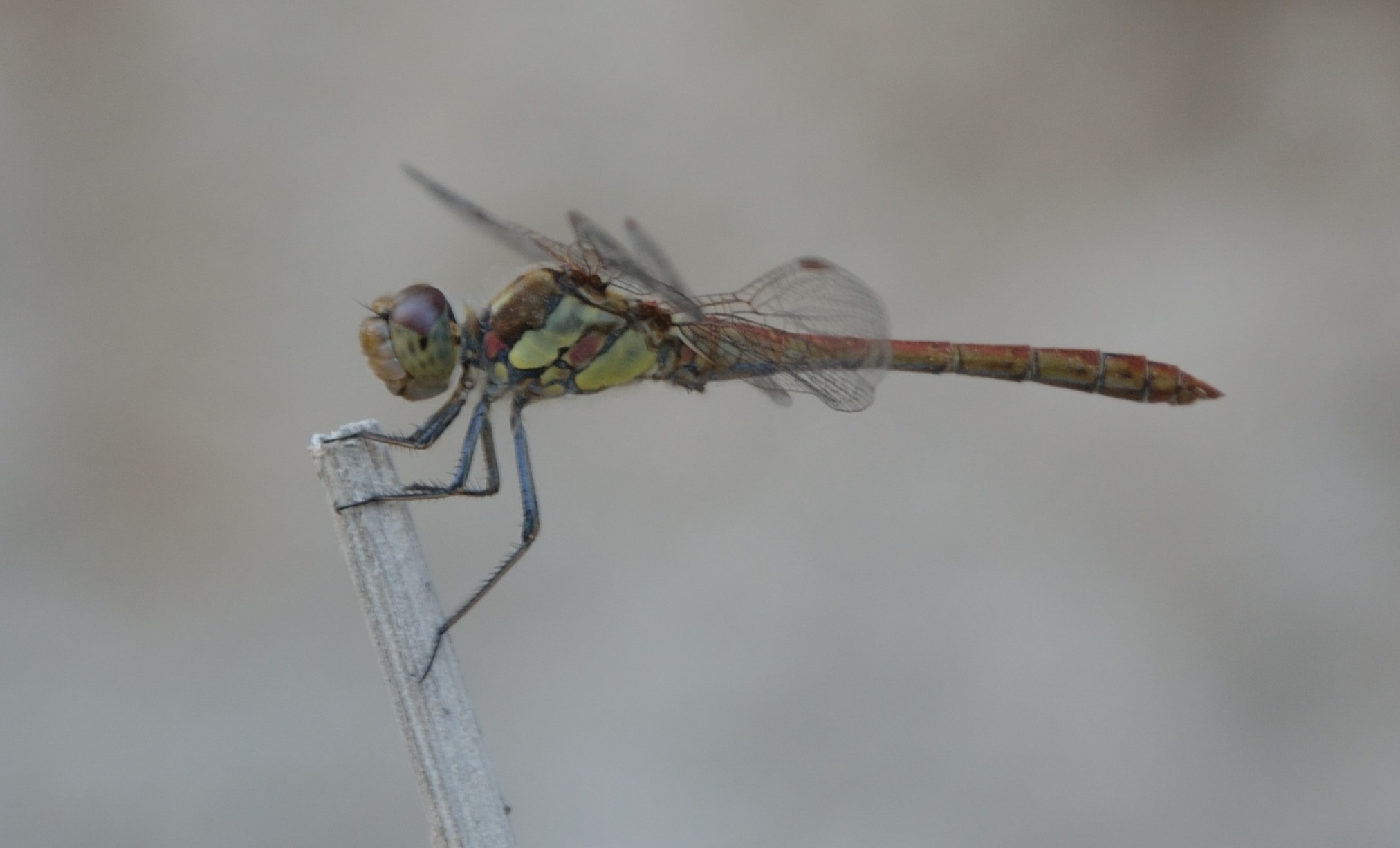 Sympertum striolatum e S. meridionale