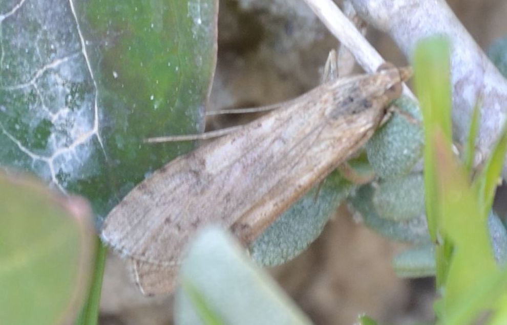 Nomophila noctuella?