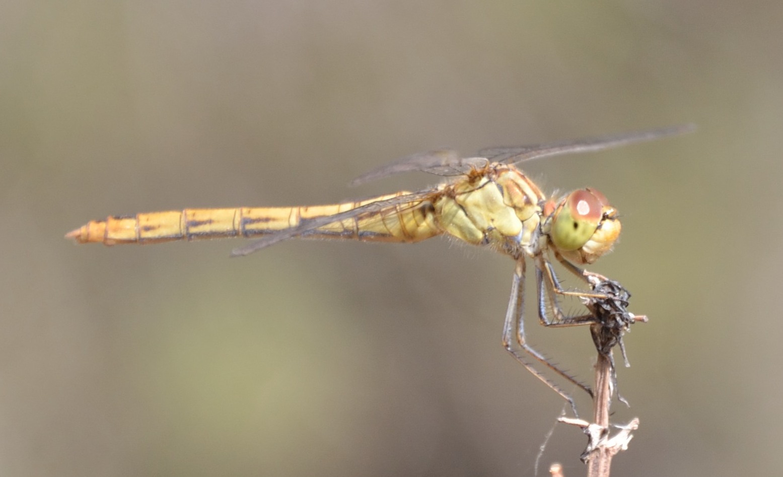 Sympertum striolatum e S. meridionale