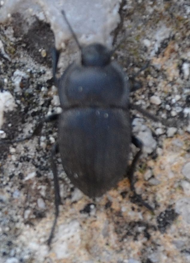 carabide (no. Tenebrionidae! Alphasida grossa grossa? )