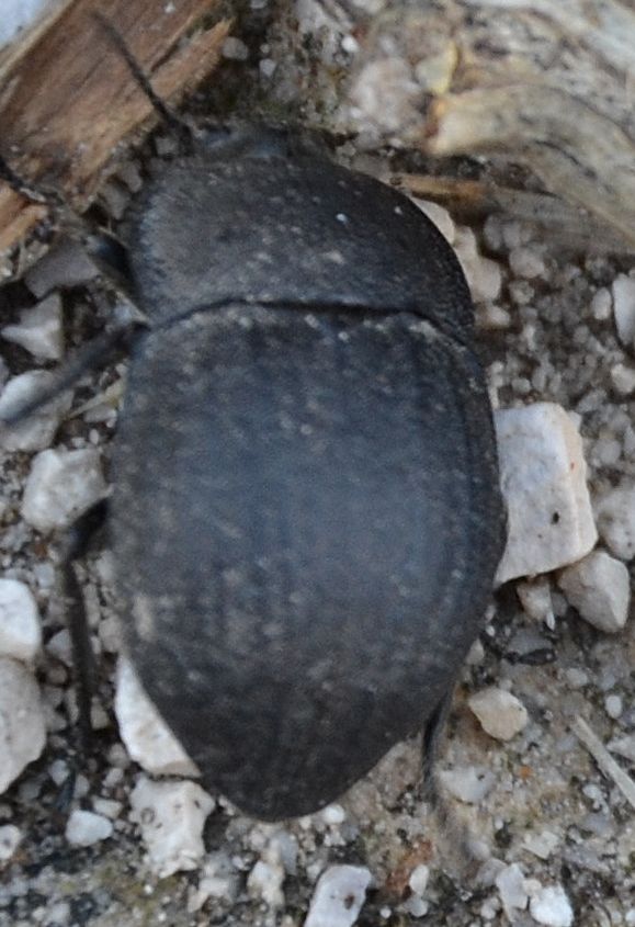 carabide (no. Tenebrionidae! Alphasida grossa grossa? )