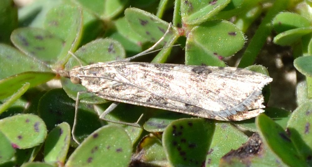 Nomophila noctuella?