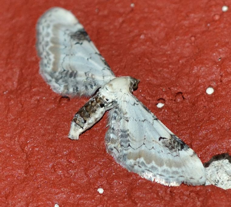 falena da identificare2