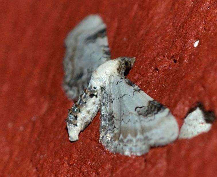 falena da identificare2