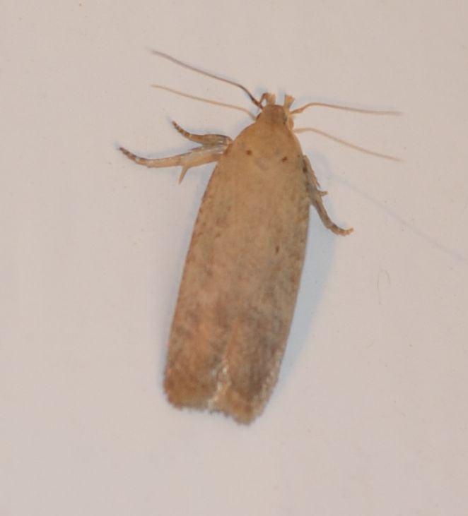 falena da identificare