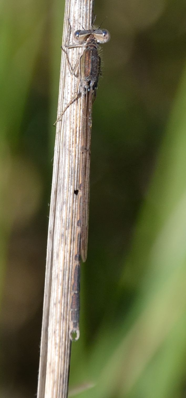 Sympecma fusca? - Si, maschio