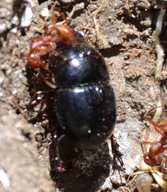 Jekelius intermedius? no, Hybalus bigibber