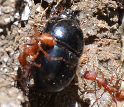 Jekelius intermedius? no, Hybalus bigibber