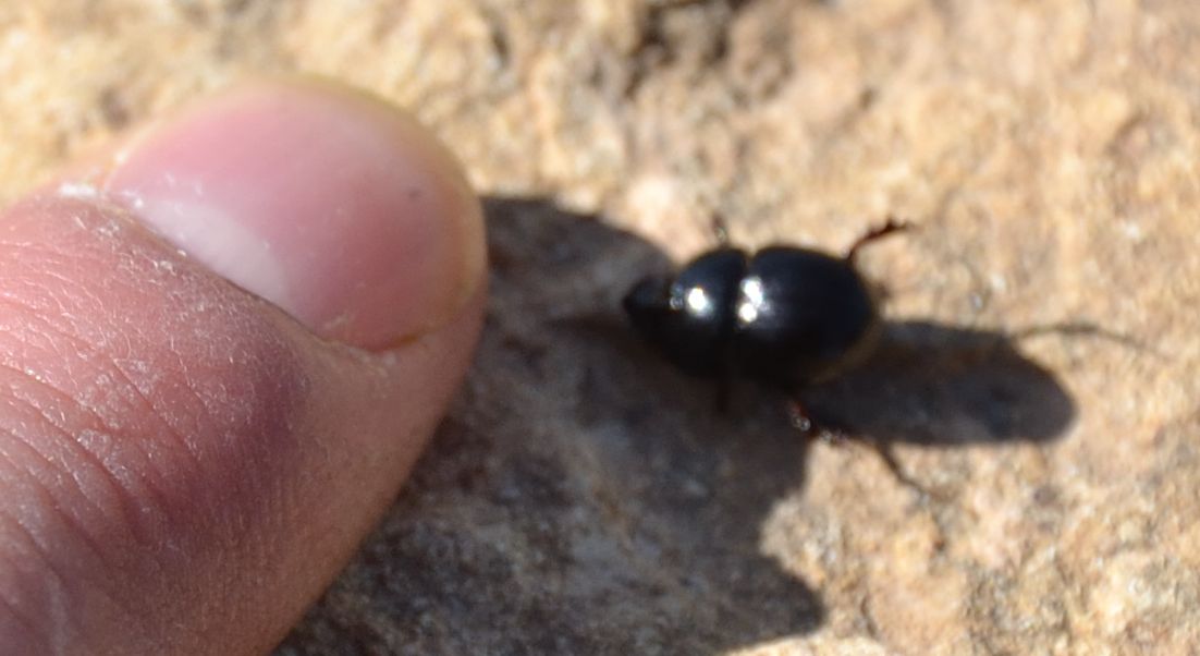 Jekelius intermedius? no, Hybalus bigibber