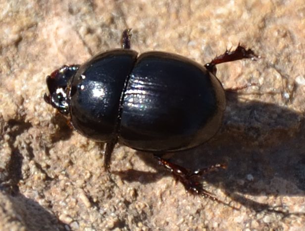 Jekelius intermedius? no, Hybalus bigibber