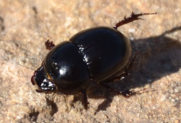 Jekelius intermedius? no, Hybalus bigibber