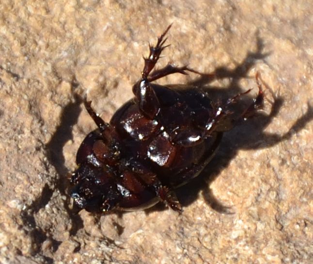 Jekelius intermedius? no, Hybalus bigibber