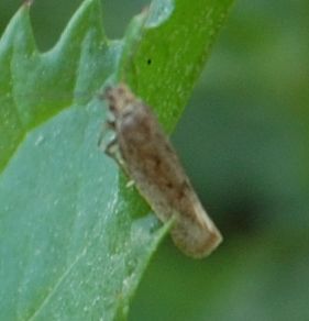 microlepidottero da identificare