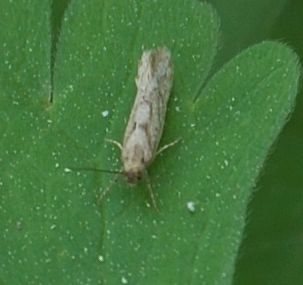 microlepidottero da identificare