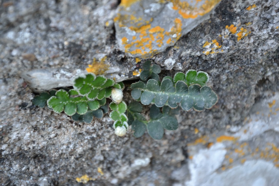 Ceterach officinarum L. sl.