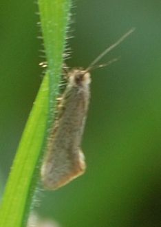 microlepidottero da identificare