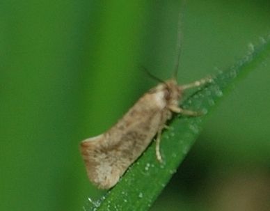microlepidottero da identificare