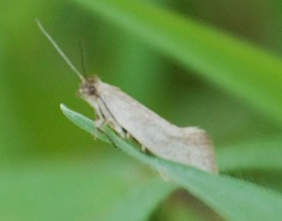 microlepidottero da identificare