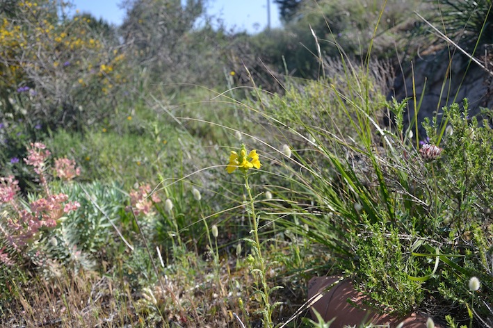 Bellardia trixago (=Bartsia trixago)