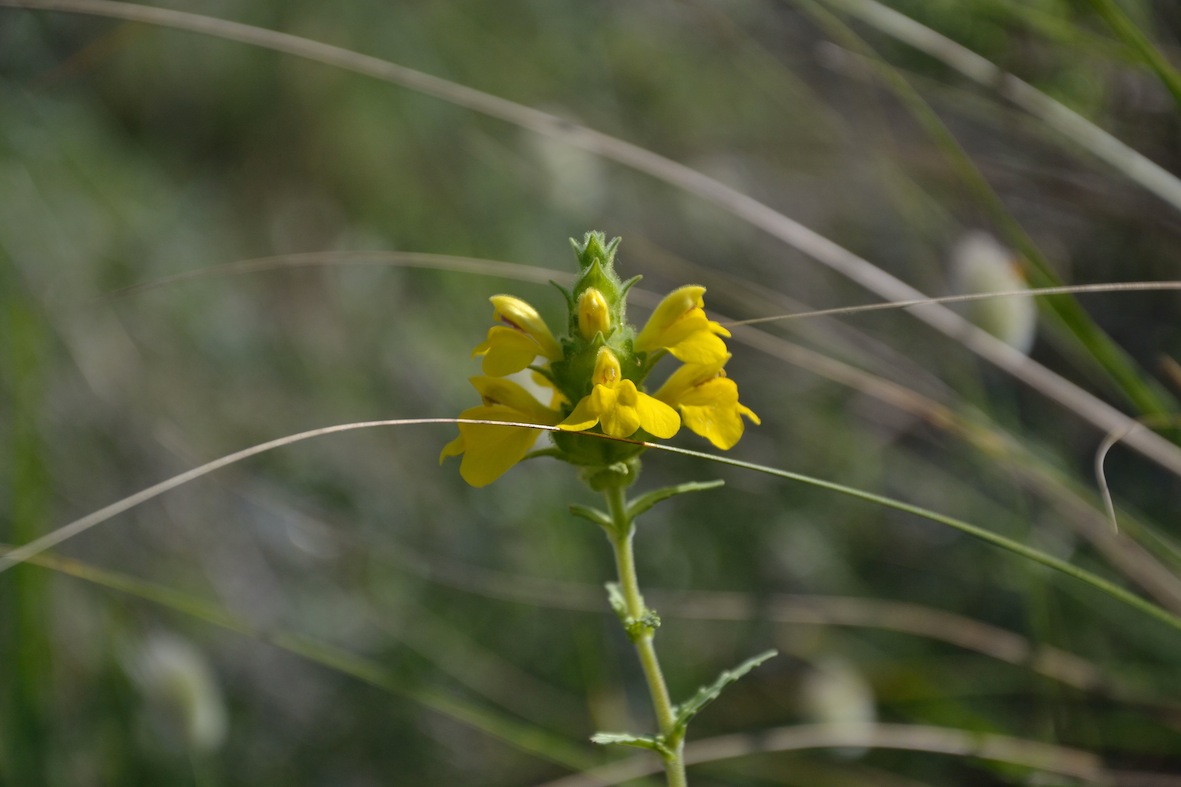 Bellardia trixago (=Bartsia trixago)