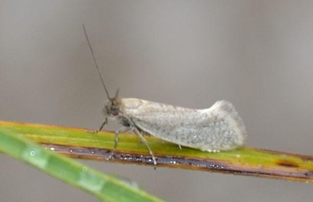 microlepidottero da identificare2