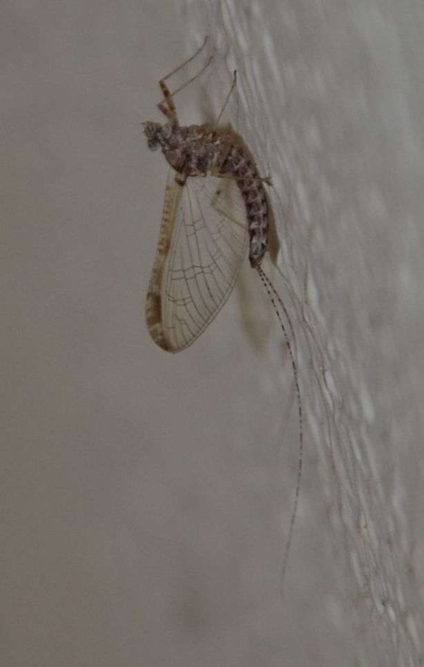 effimera da identificare