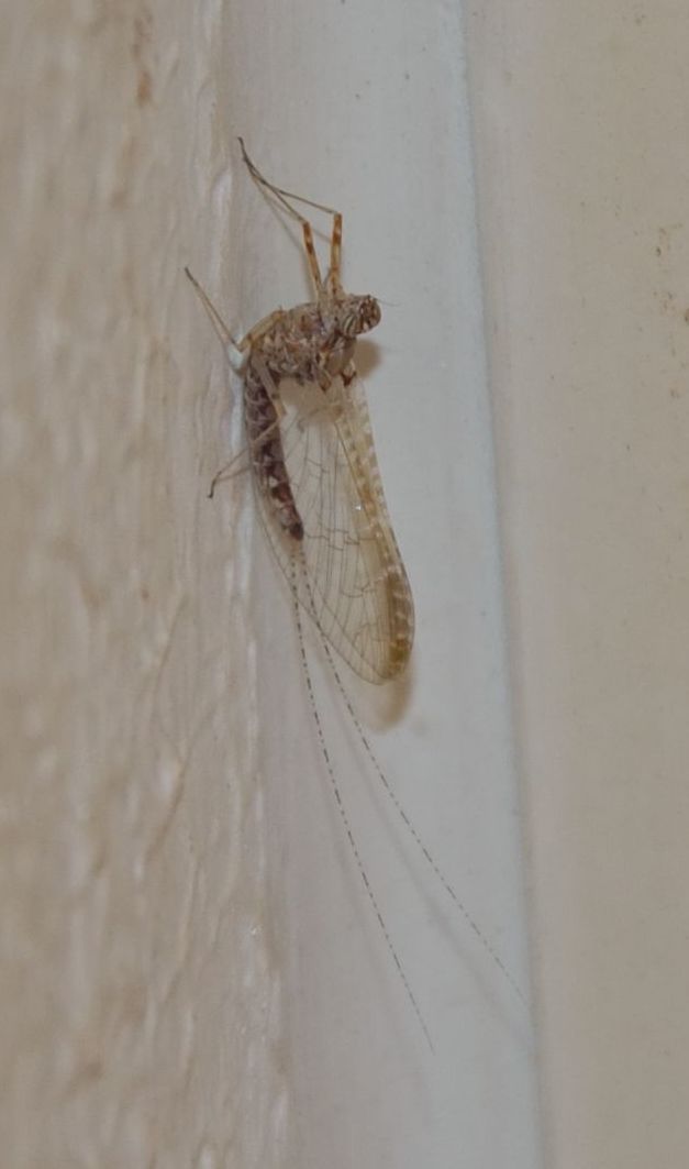 effimera da identificare