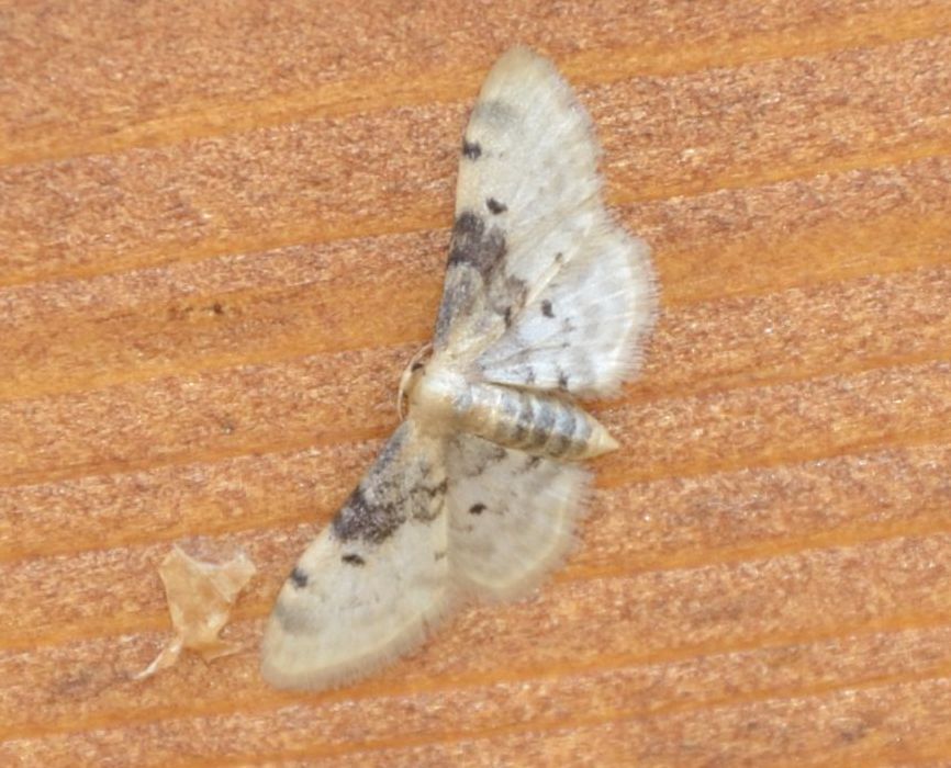 Idaea filicata?