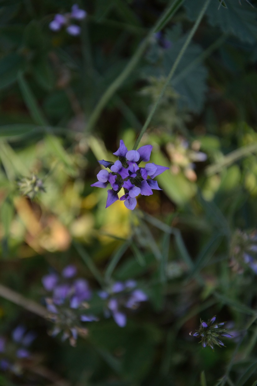 Bituminaria bituminosa