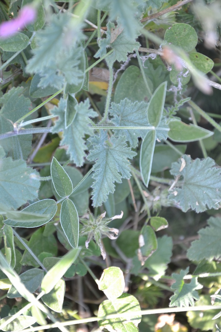 Bituminaria bituminosa