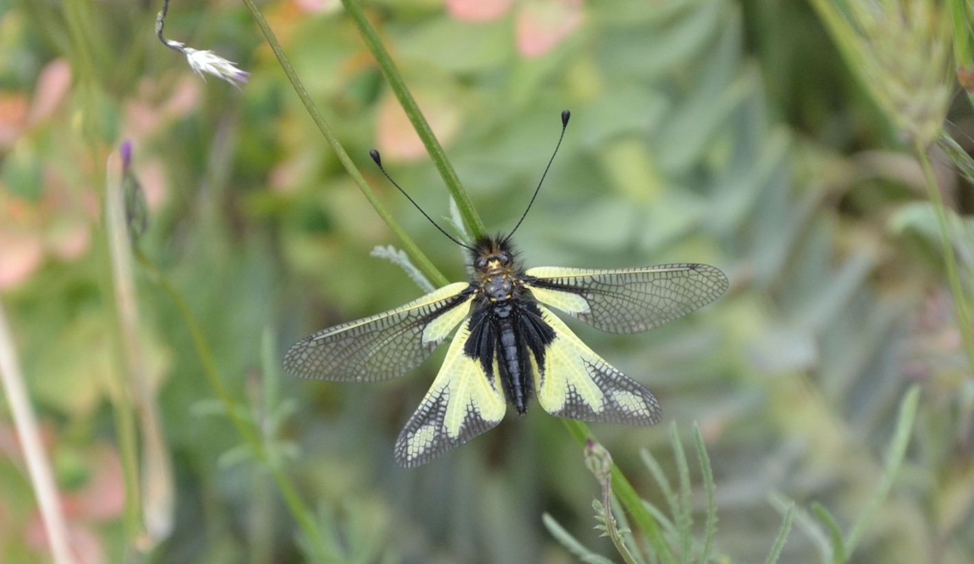 Femmina e maschio di Libelloides coccajus