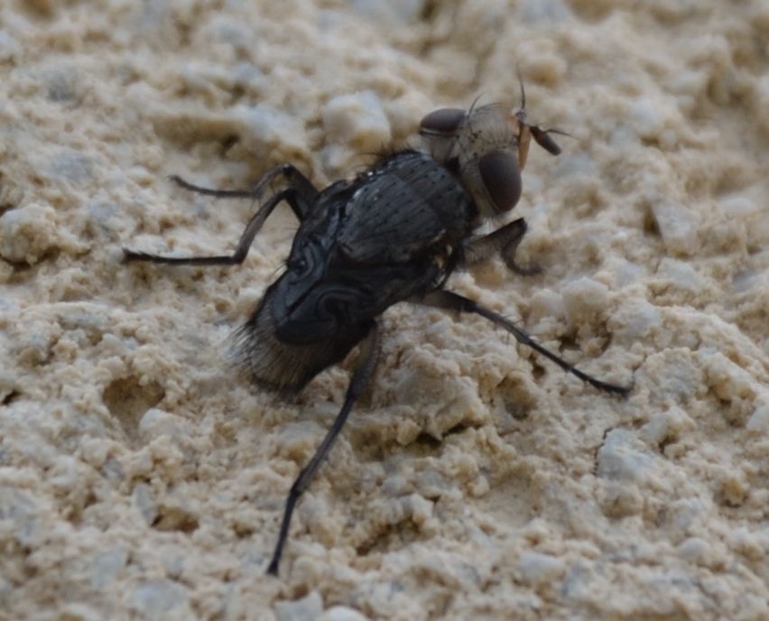 da identificare
