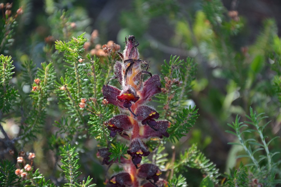 Orobanche variegata / Succiamele screziato
