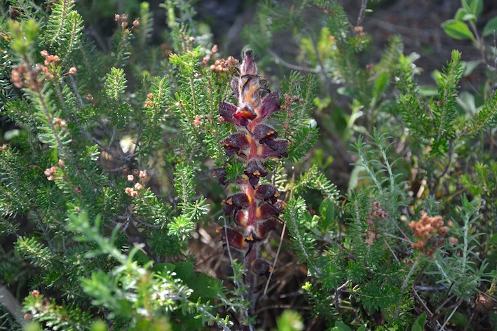 Orobanche variegata / Succiamele screziato