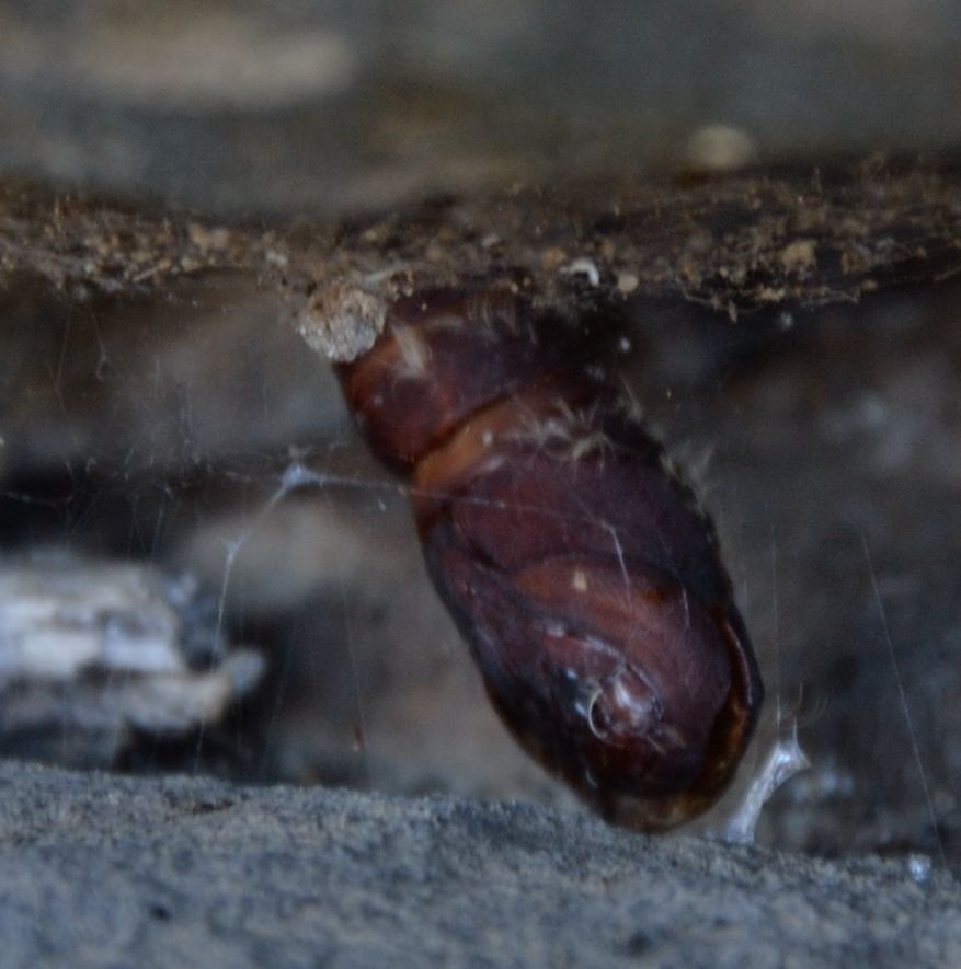 pupa di Lymatria dispar?