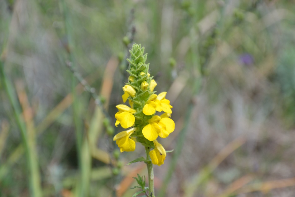 Bellardia trixago (=Bartsia trixago)