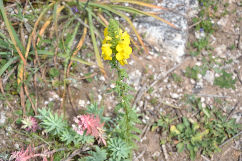 Bellardia trixago (=Bartsia trixago)