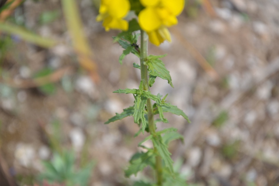 Bellardia trixago (=Bartsia trixago)